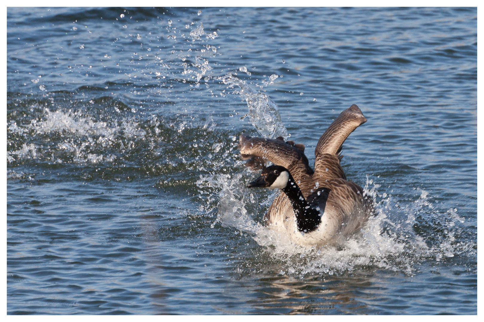 Stress mit dem Schwan... Teil 4 / Attacco del cigno 4