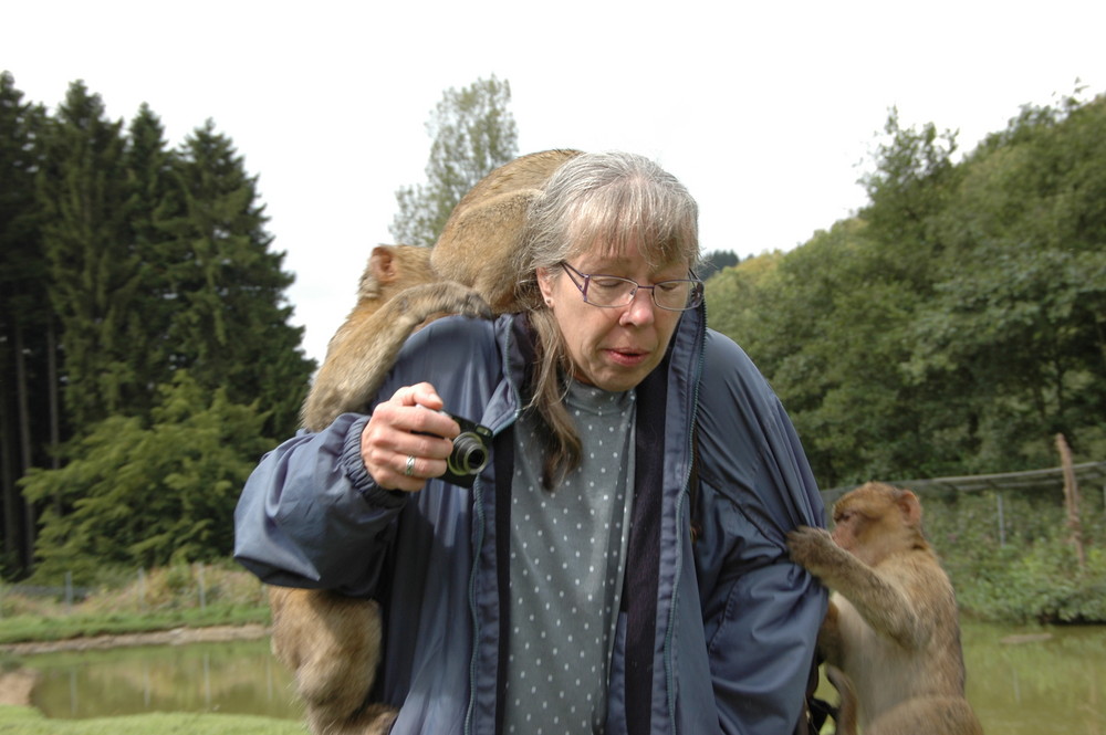 Stress mit den Berberaffen