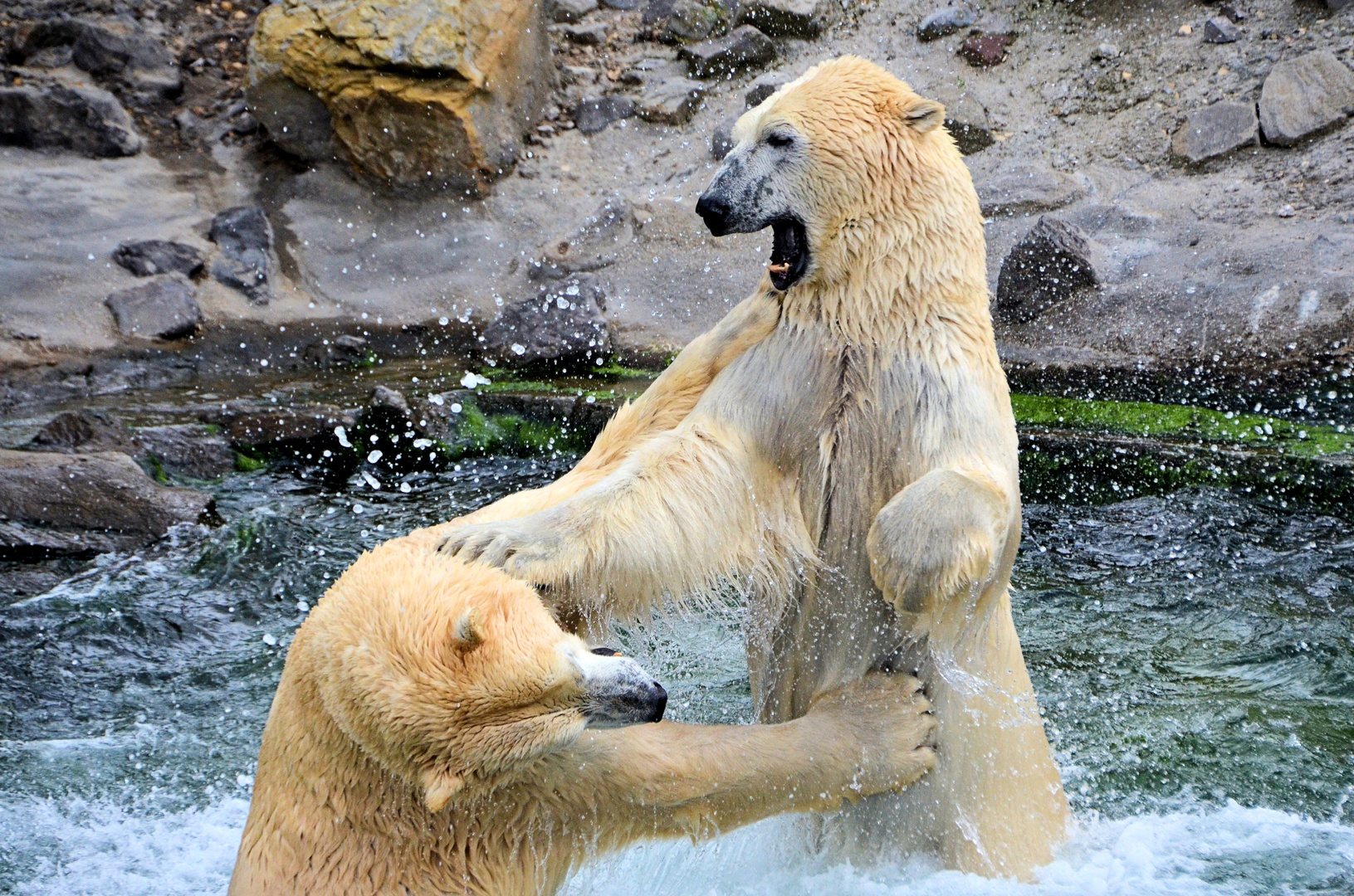 Stress unter Eisbären, Zoo Hannover