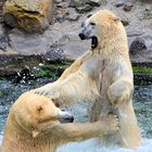 Stress unter Eisbären, Zoo Hannover