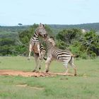 Streß unter Zebras