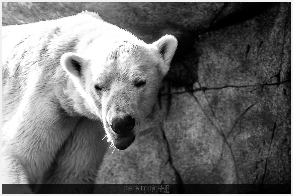 Stressed Bear