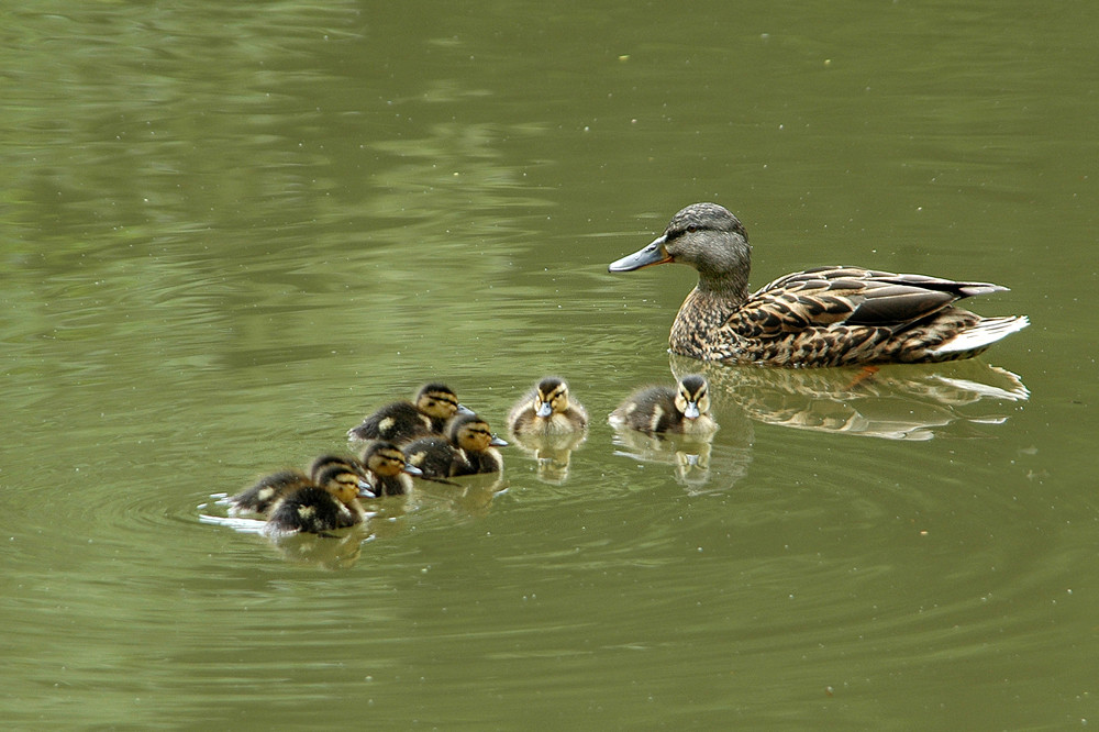 Stresszeit am Weiher