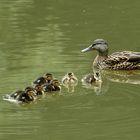 Stresszeit am Weiher