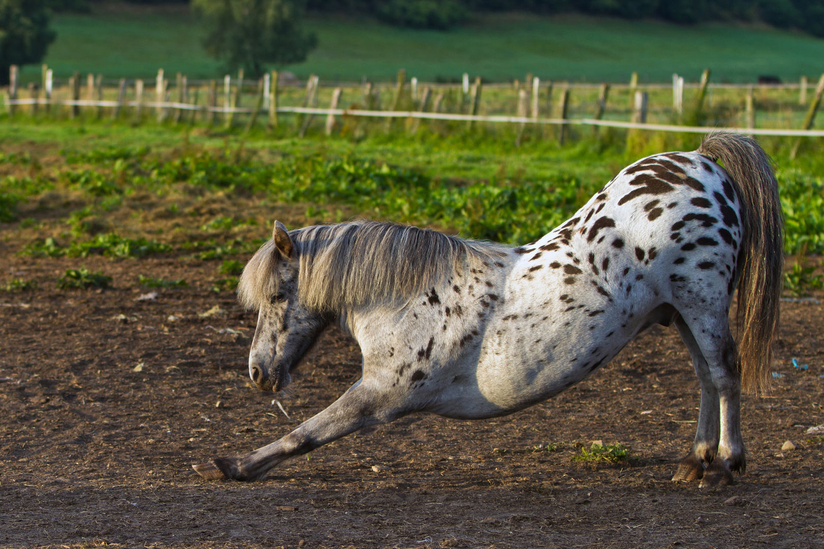 Stretching auf Pferdchenart ;-)