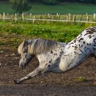 Stretching auf Pferdchenart ;-)