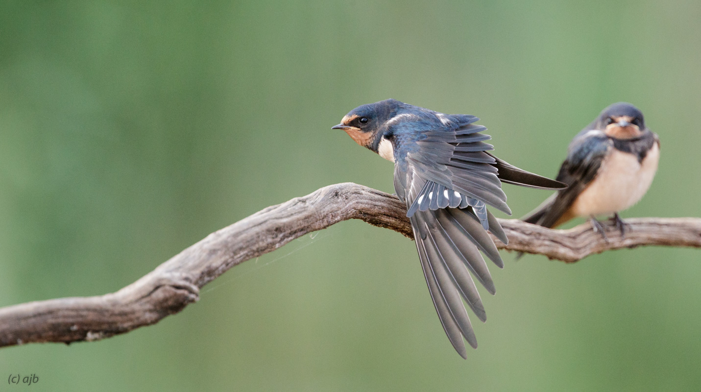 Stretching Barn swallow