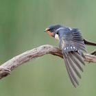 Stretching Barn swallow