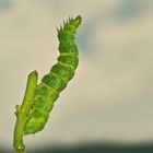 Stretching, dem Himmel entgegen! Raupe Gammaeule (Autographa gamma). - Chenille de la Gamma.