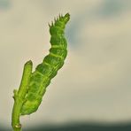 Stretching, dem Himmel entgegen! Raupe Gammaeule (Autographa gamma). - Chenille de la Gamma.