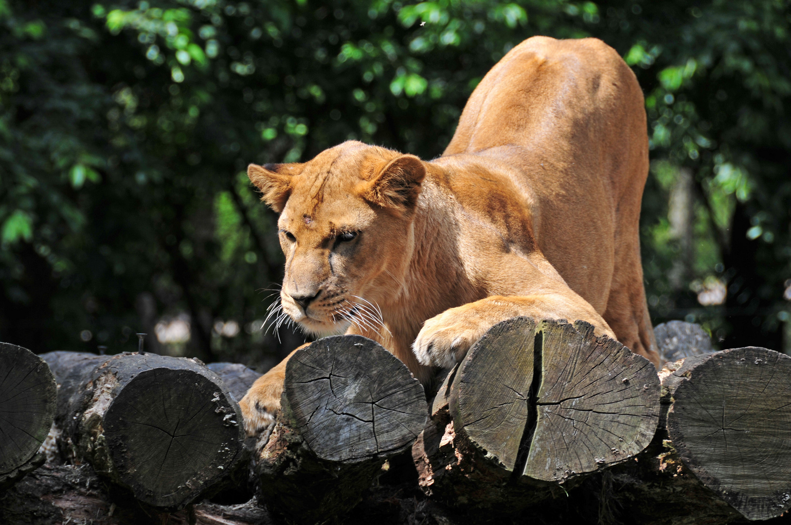 - Stretching der Raubkatzen -