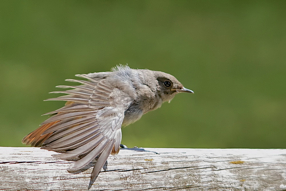 Stretching d'oiseau