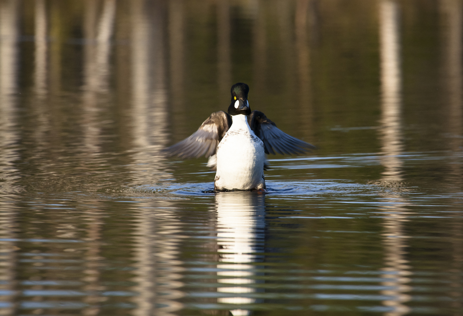 stretching duck