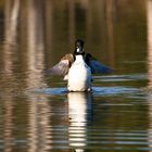 stretching duck