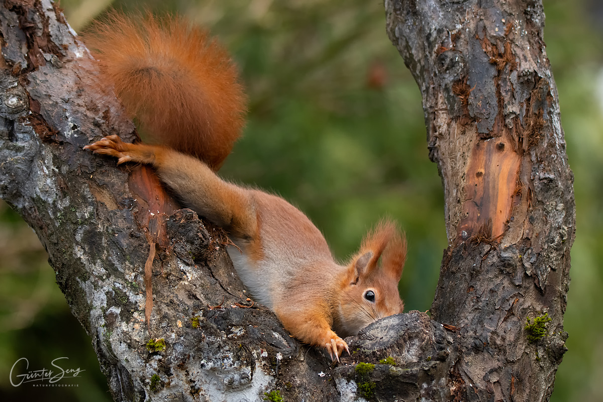 Stretching in der Baumgabel