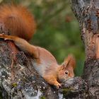 Stretching in der Baumgabel