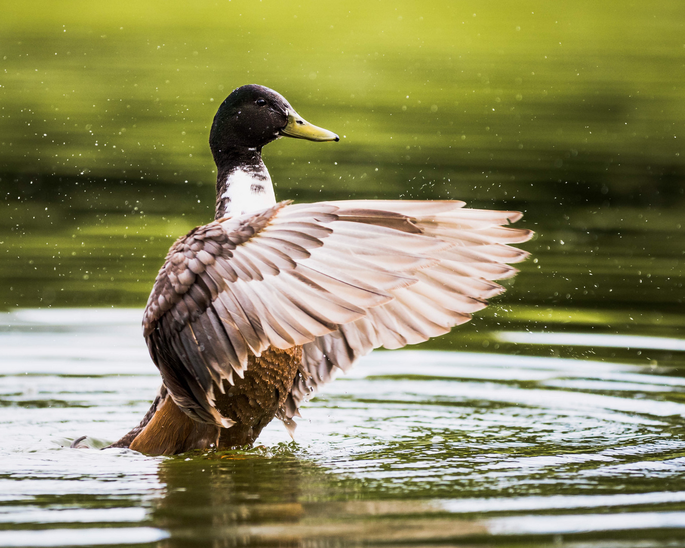 Stretching those wings