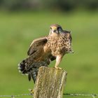 Stretching vor dem nächstem Jagdflug