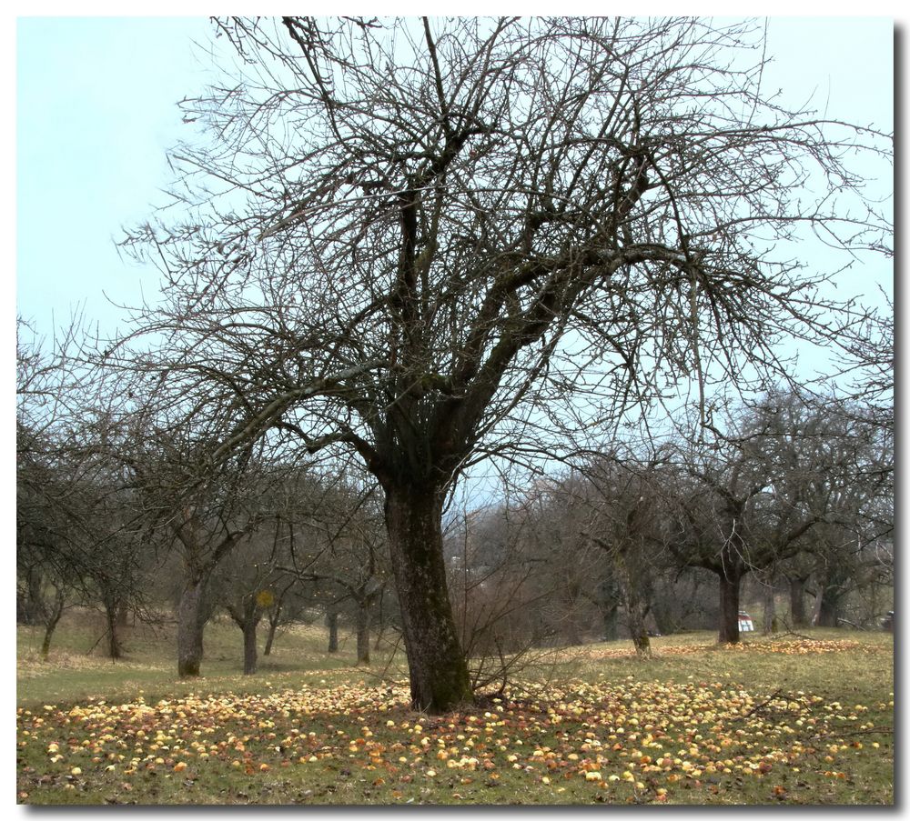 Streu-Obstbaum