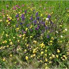 Streublumenwiese