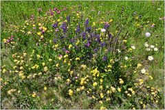 Streublumenwiese