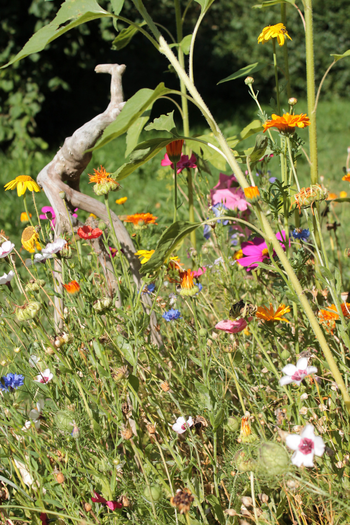 Streublumenwiese Foto & Bild sommer, natur, daheim Bilder auf
