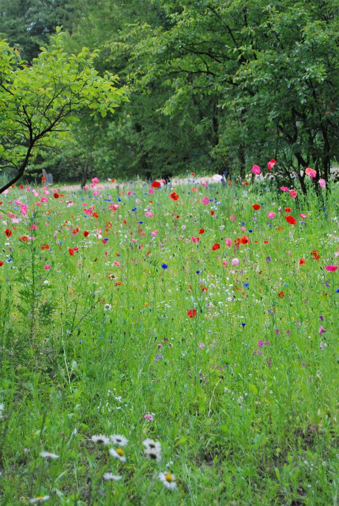 Streublumenwiese in Aumühle von Anja Kröger 