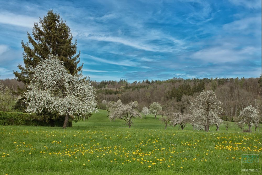 Streubobstwiese