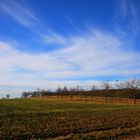 Streubobstwiese im Januar