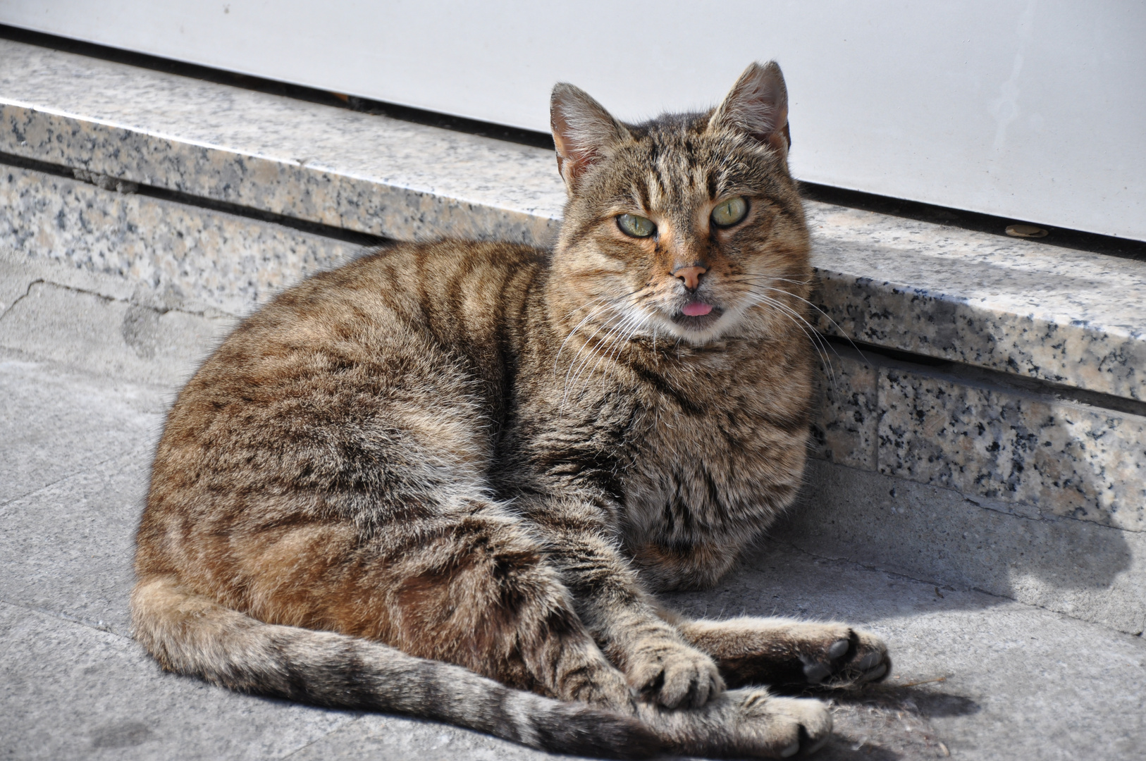 Streuende Katze in den Strassen von Moda / Istanbul