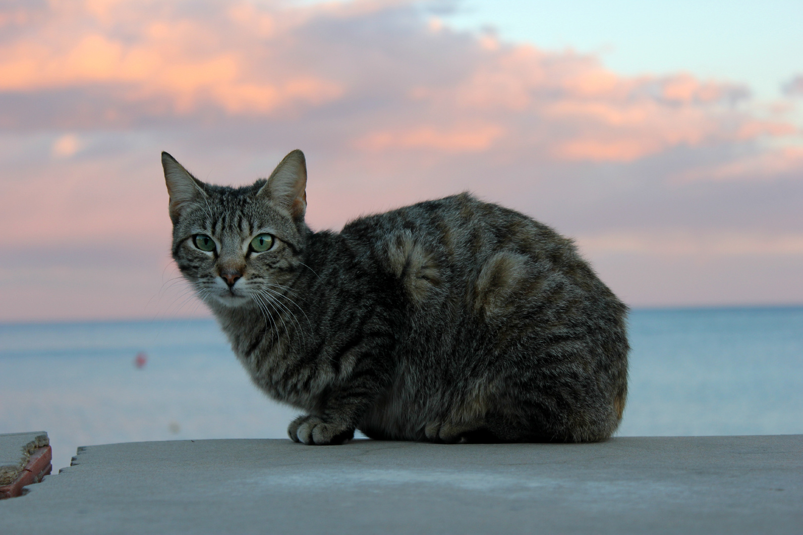 Streunende Katze am Meer im Sonnenuntergang