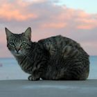 Streunende Katze am Meer im Sonnenuntergang