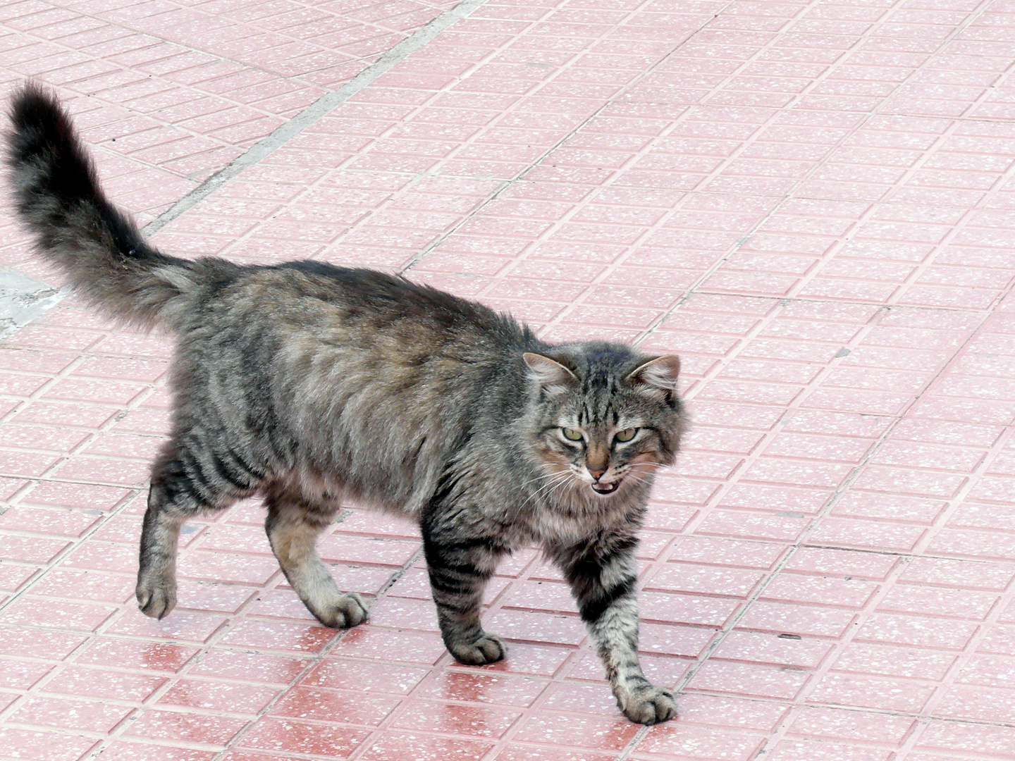 Streunende Katze auf Tenriffa