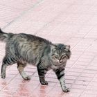 Streunende Katze auf Tenriffa