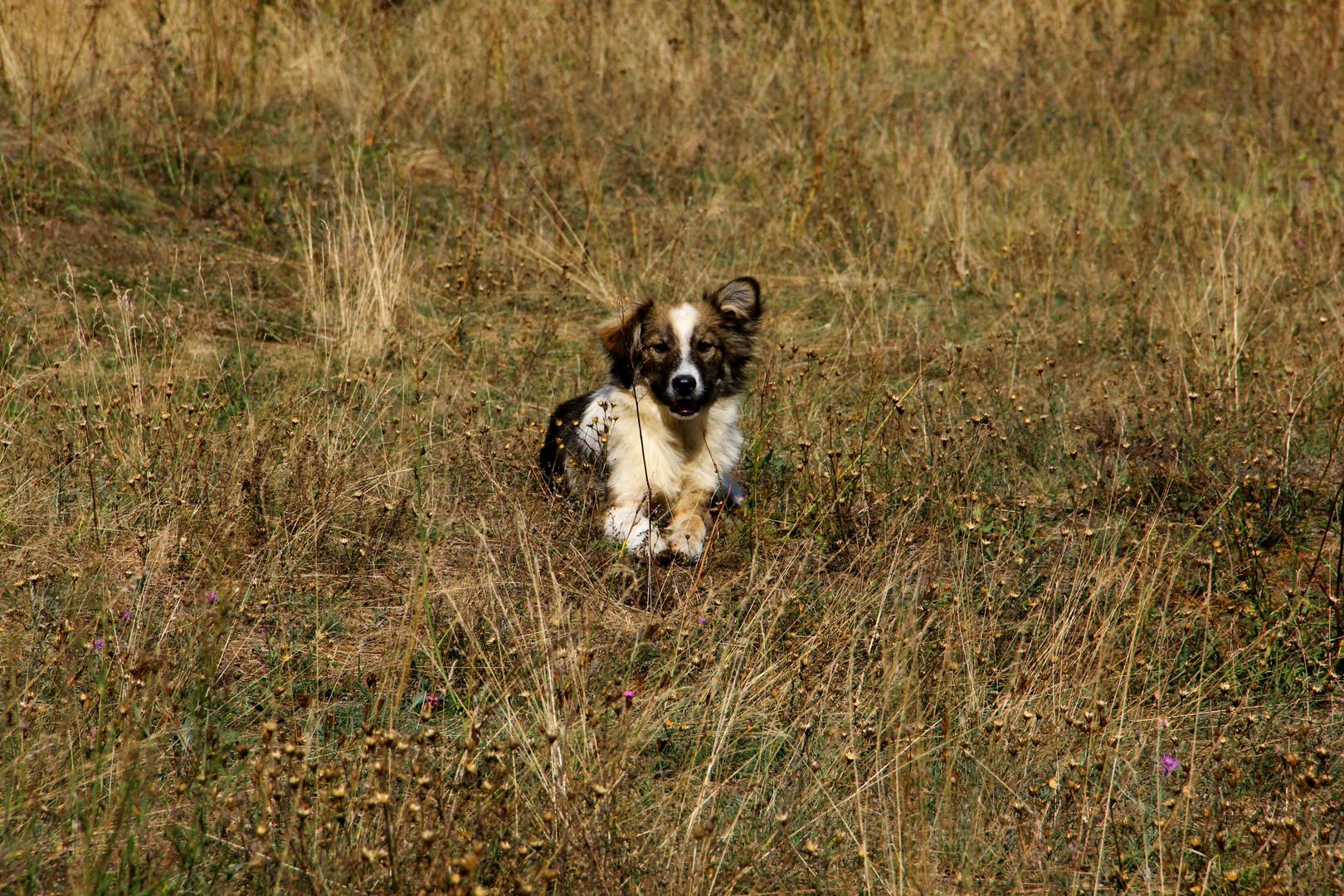 streunender Hund