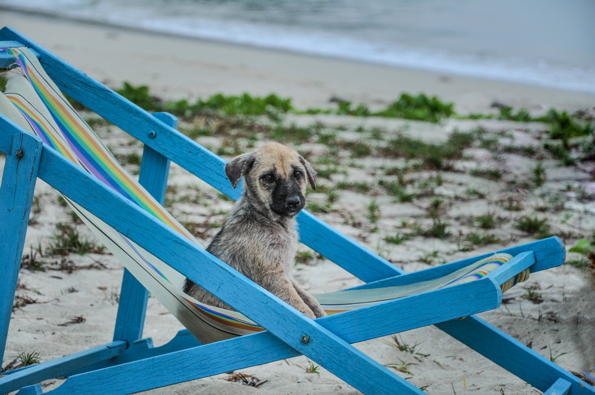 streunender Hund an einem thailändischen Strand