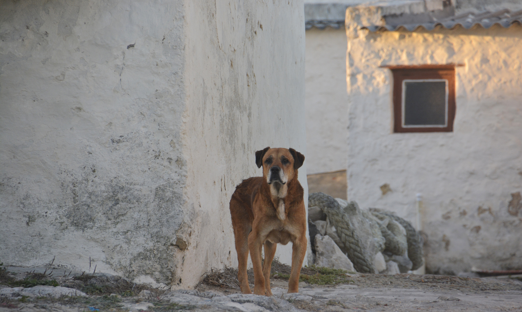 Streunender Hund im  Fischerdorf