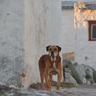 Streunender Hund im  Fischerdorf