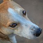 streunender Hund, Namibia
