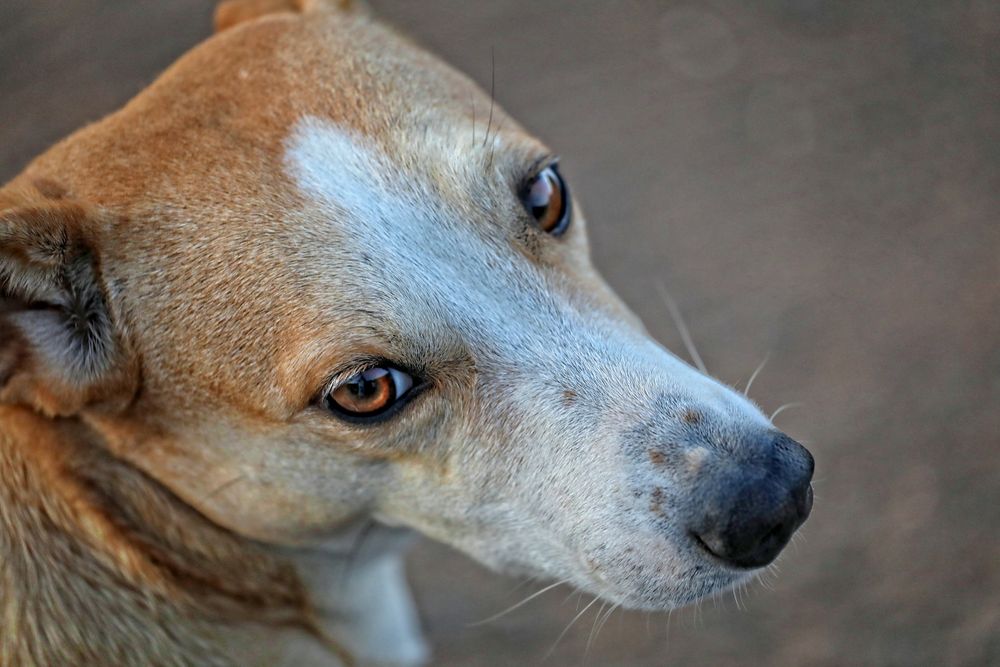 streunender Hund, Namibia