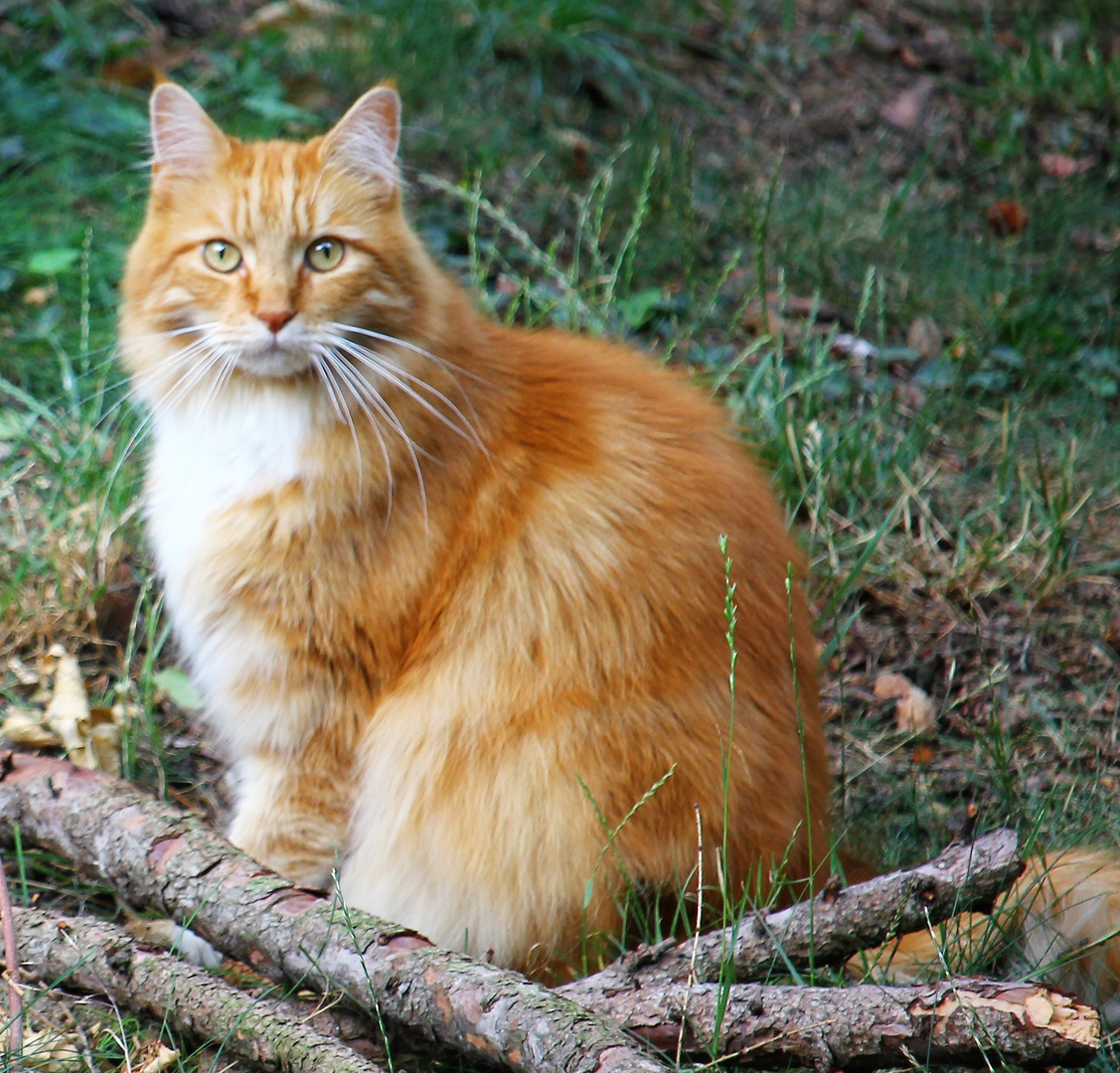 Streunender Perserkater