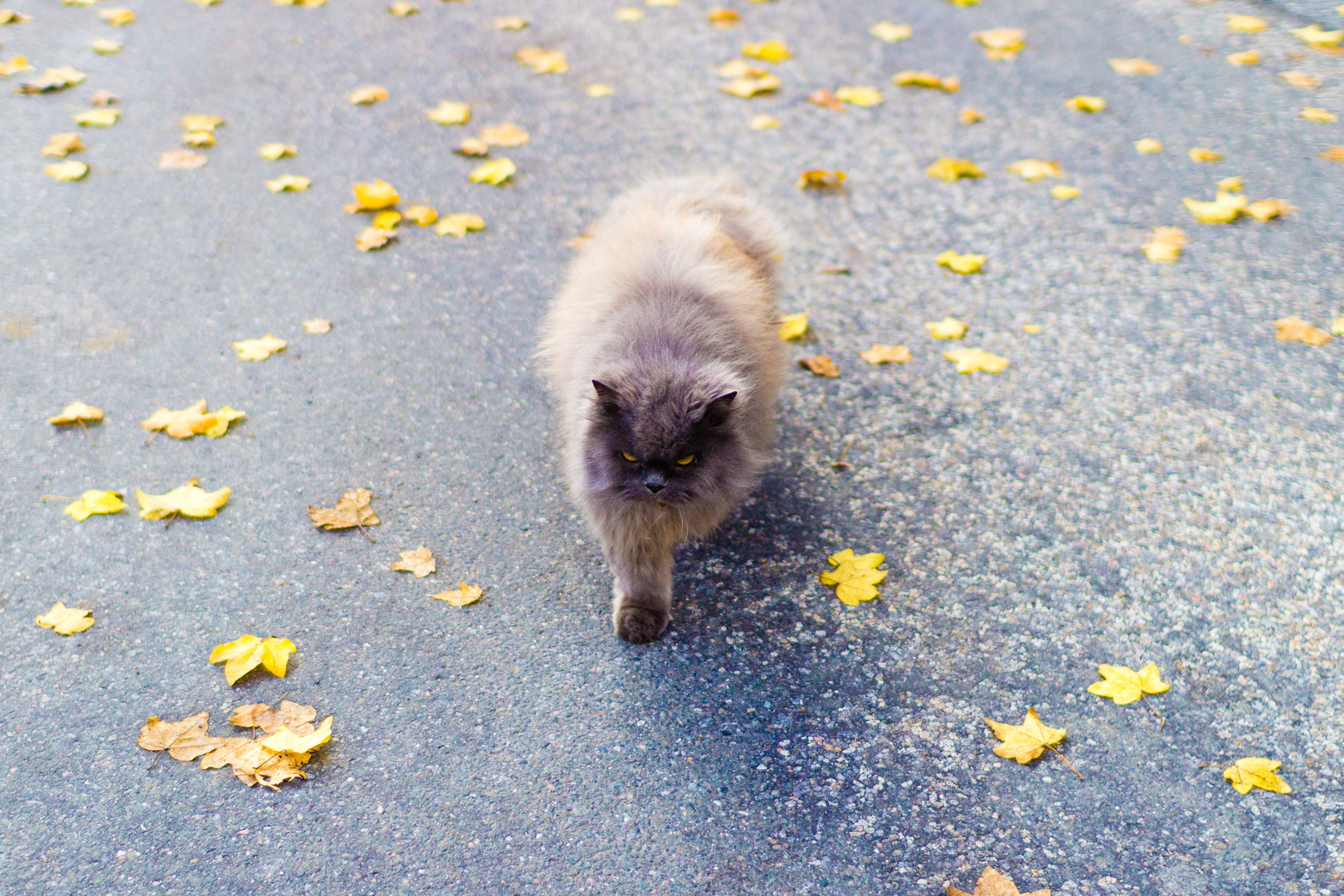 Streuner Foto & Bild natur, katze, katzen Bilder auf