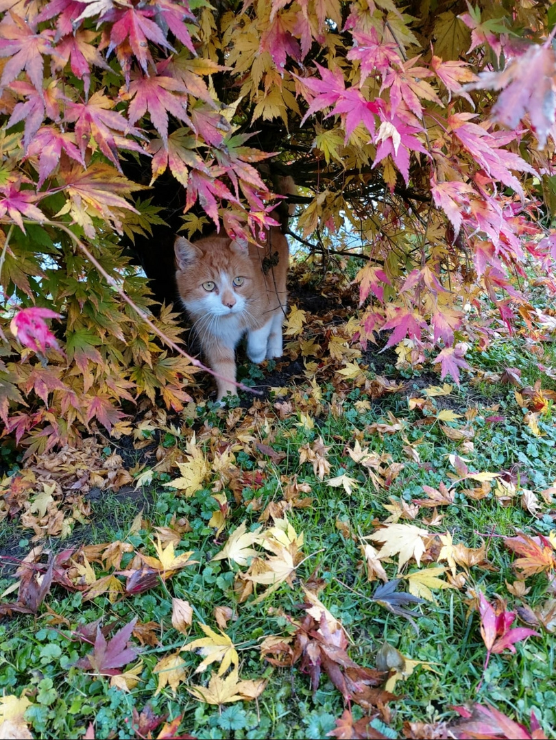 Streuner im Herbst 