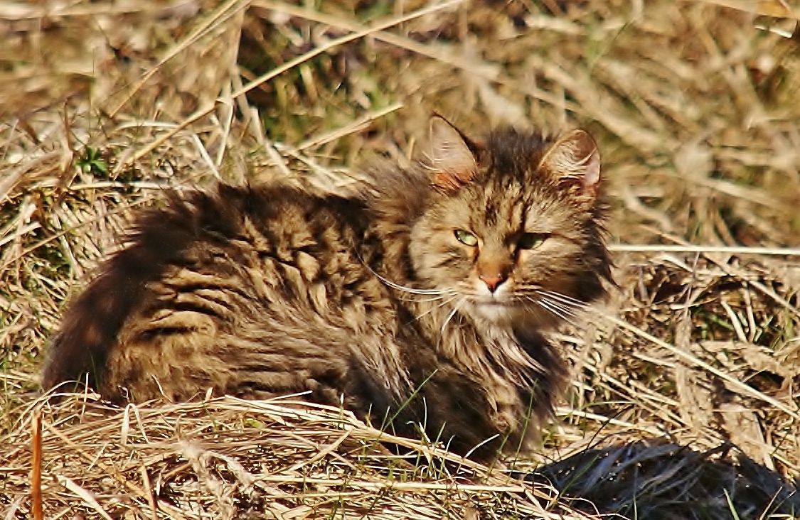 Streunerkatze