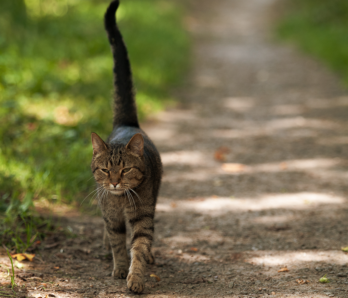 Streunerkatze