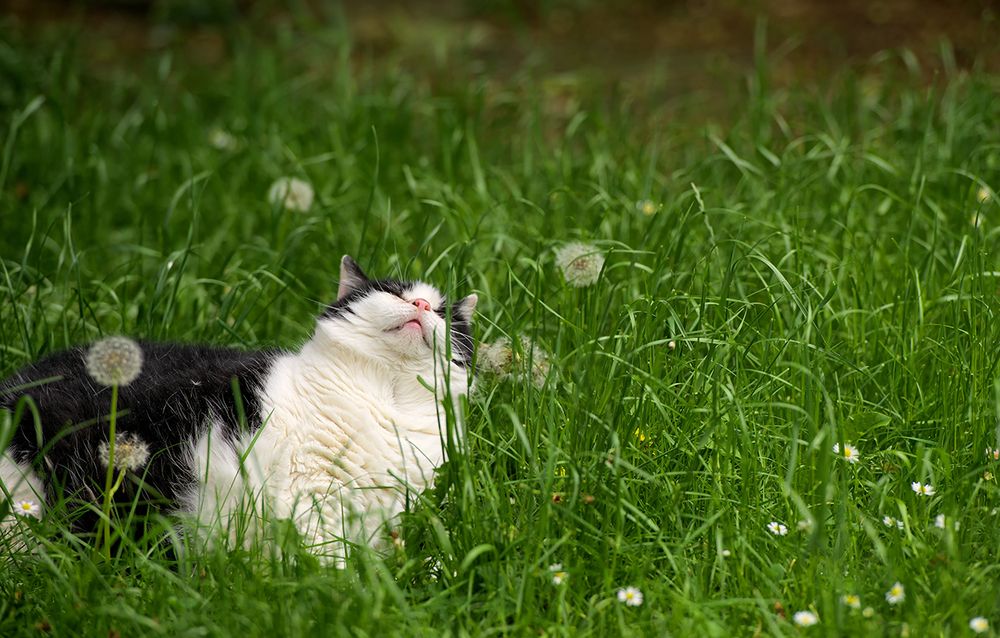 Streunerkatzen