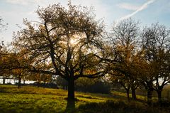 Streuobst-Herbst 02