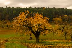 Streuobst im Herbst