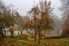 Streuobst im Nebel