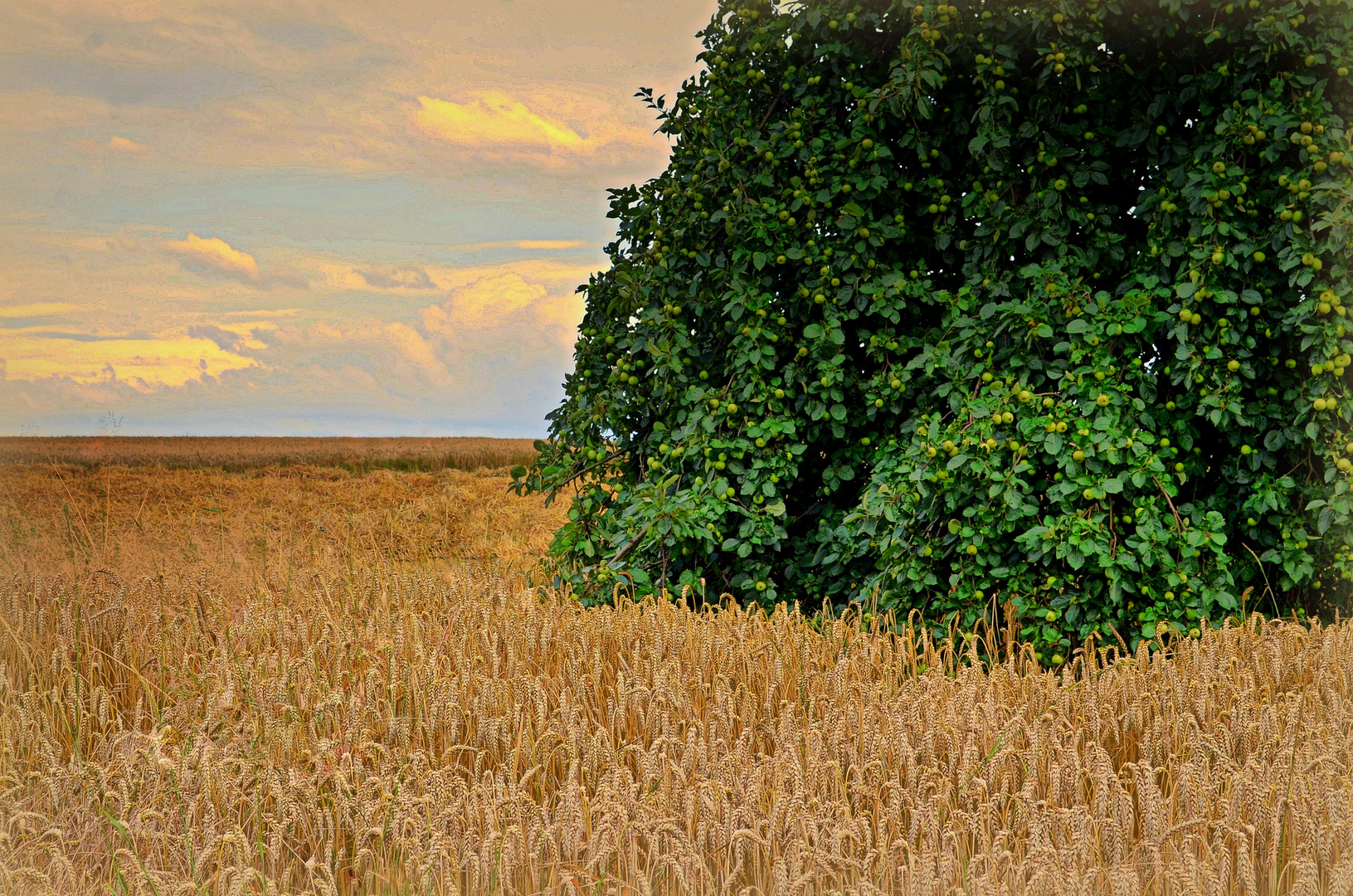 Streuobst im Sommer